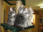 4 kleine Maine Coon Kitten