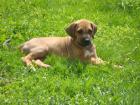 Rhodesian Ridgeback welpen 