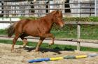 Reitbeteiligung auf Isländer Stute