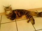 Reinrassiger Main coon Kater geb. Juli 09 sucht eine neue Familie