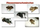 CUY - Nachwuchs ( Rieseneerschweinchen )