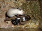 Farbmäuse, verschiedene Farben, auch Futtermäuse   Iserlohn  