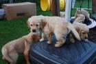 DRC / VDH Golden Retriever Welpen