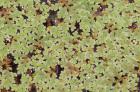 Biete Azolla filiculoides, Feenmoos,Algenfarn