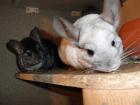 3 süße Chinchillas mit großem Käfig suchen ein neues zu Hause!