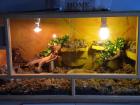 2 Boa Imperatoren mit Terrarium