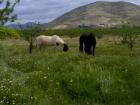 Achtung Pferdeliebhaber - Ranch mit 140.000qm Land für Pferdezucht