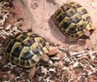 Griech. Landschildkröten Pärchen NZ 09 vom Züchter