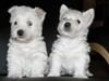 West Highland Terrier Welpen aus priv. Hobbyzucht