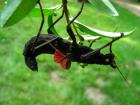 Diverse Phasmiden aus eigner Zucht abzugeben