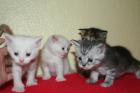 4 kleine Main Coon / Perser Mix