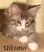 Maine Coon Babys ab 300€