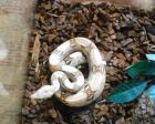 Biete Boa Constrictor Mix