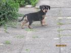 Rehpinscher Welpen *30.4-0.7978 ab sofort abzugeben