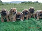 Wir haben Pugglewelpen!!