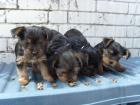 4 Süße Yorkshire Terrier suche ein nettes Zuhause