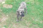 Dogo Canario Welpe 12 Wochen alt weiblich