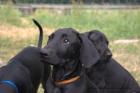 Weimaraner-Mix-Welpen