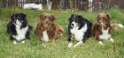 Australian Shepherd Welpen mit ASCA Papieren