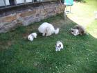 Coton de Tulear Welpen