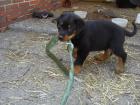 Rottweilerwelpen