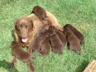 Verk. sehr schöne schokobraune Labradorwelpen