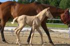 Palomino Stutfohlen inkl. Papiere zu Verkaufen