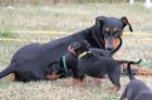 Welpen Deutscher Pinscher