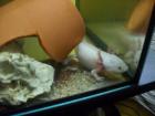 3 Axolotl Weißlinge zu verkaufen