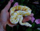 1.1 Albino s Python regius 