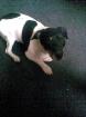 Jack russel ca.3 jahre alt