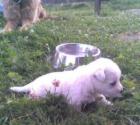 West Highland White Terrier Welpen Westibabys