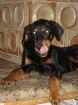 Dobermann Mix Rocky geb.15.06-0.7978 sucht neues Körbchen