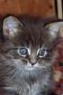 Maine Coon Kitten