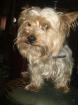 Yorkshire Terrier abzugeben!!