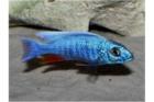 Buntbarsche:  Junge Sciaenochromis fryeri / blaue ahli abzugeben 