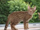 Ocicat Katerchen Duke sucht noch ein Zuhause