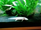 2 Axolotl abzugeben