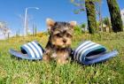 Unsere kleine Yorkshire Terrier Welpen suchen ein tolles neues Zuhause !