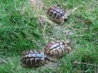 Weibliche Griechische Landschildkröten