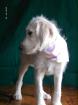 Goldendoodle / Labradoodle Welpen