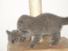 BKH und Scottish Fold BABYS