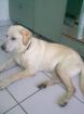 Liebevolle Labrador Dame sucht ein Zuhause