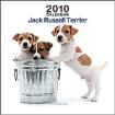 Jack-Russel Terrier (Mini) Welpe Wanted