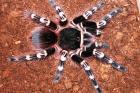 Acanthoscurria geniculata Spiderlinge Weißknievogelspinne