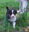 Australian Shepherd Welpen