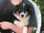 Australian Shepherd Welpen - Seltene Gelegenheit!