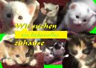 4 Maine Coon Babys suchen ein liebevolles Zuhause!