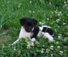 Parson Jack Russel Welpen