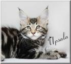 2 typvolle Maine Coon Mädchen in black tabby